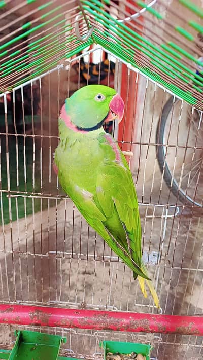 raw parrots male parrot (03424310972)