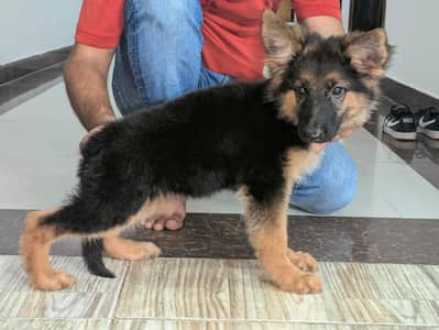 German shepherd puppies