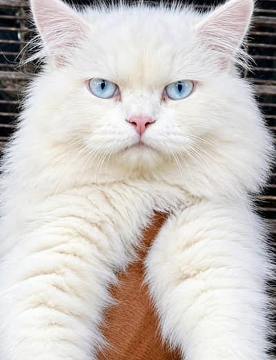 Healthy & Playful White Persian Male Cat Available