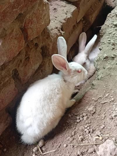14 red eyes , white rabbits