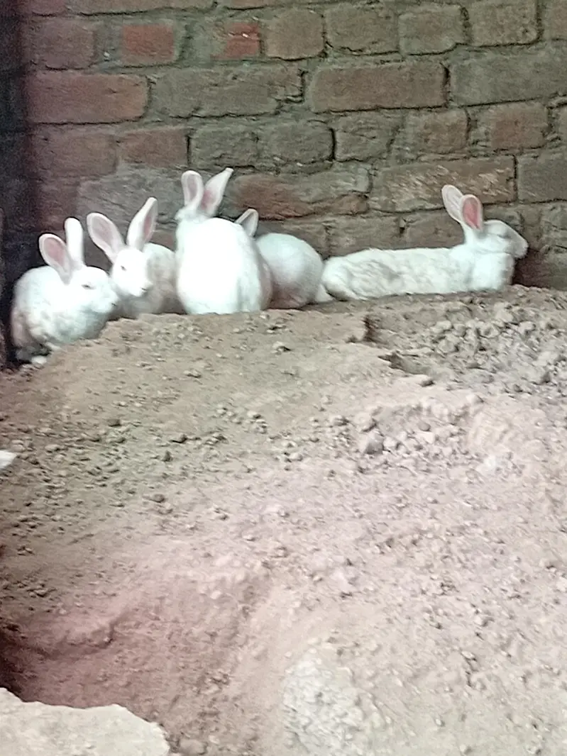 14 red eyes , white rabbits — photo 2
