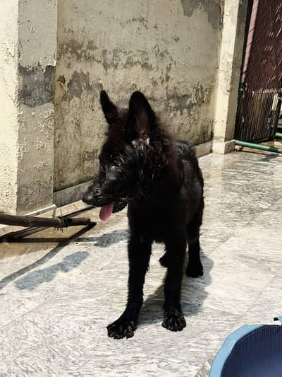 BLACK GERMEN SHEPHERD PUP