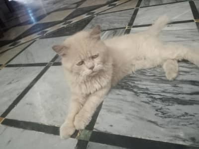 perssion cat