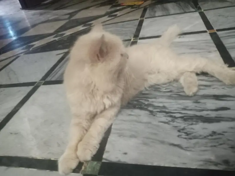 perssion cat — photo 2