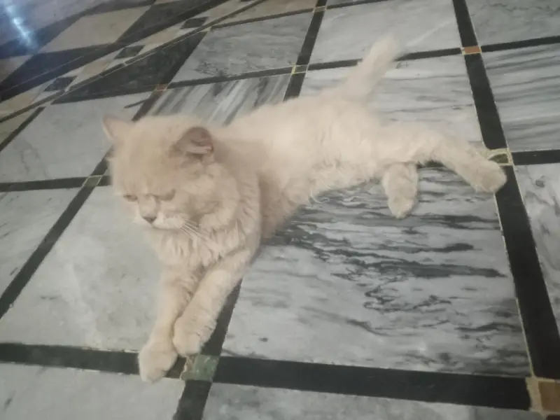 perssion cat — photo 3