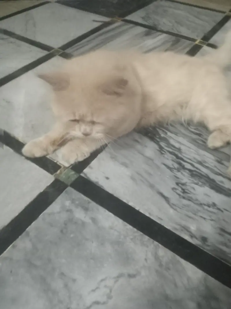 perssion cat — photo 4
