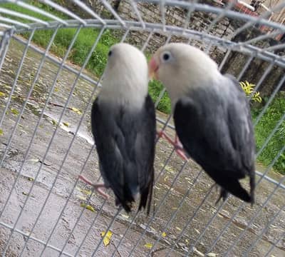 Love bird