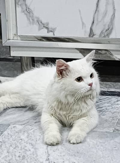 Persian cat grey eyes age 1.3 years for sale