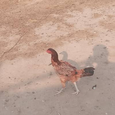 minawali aseel murghi