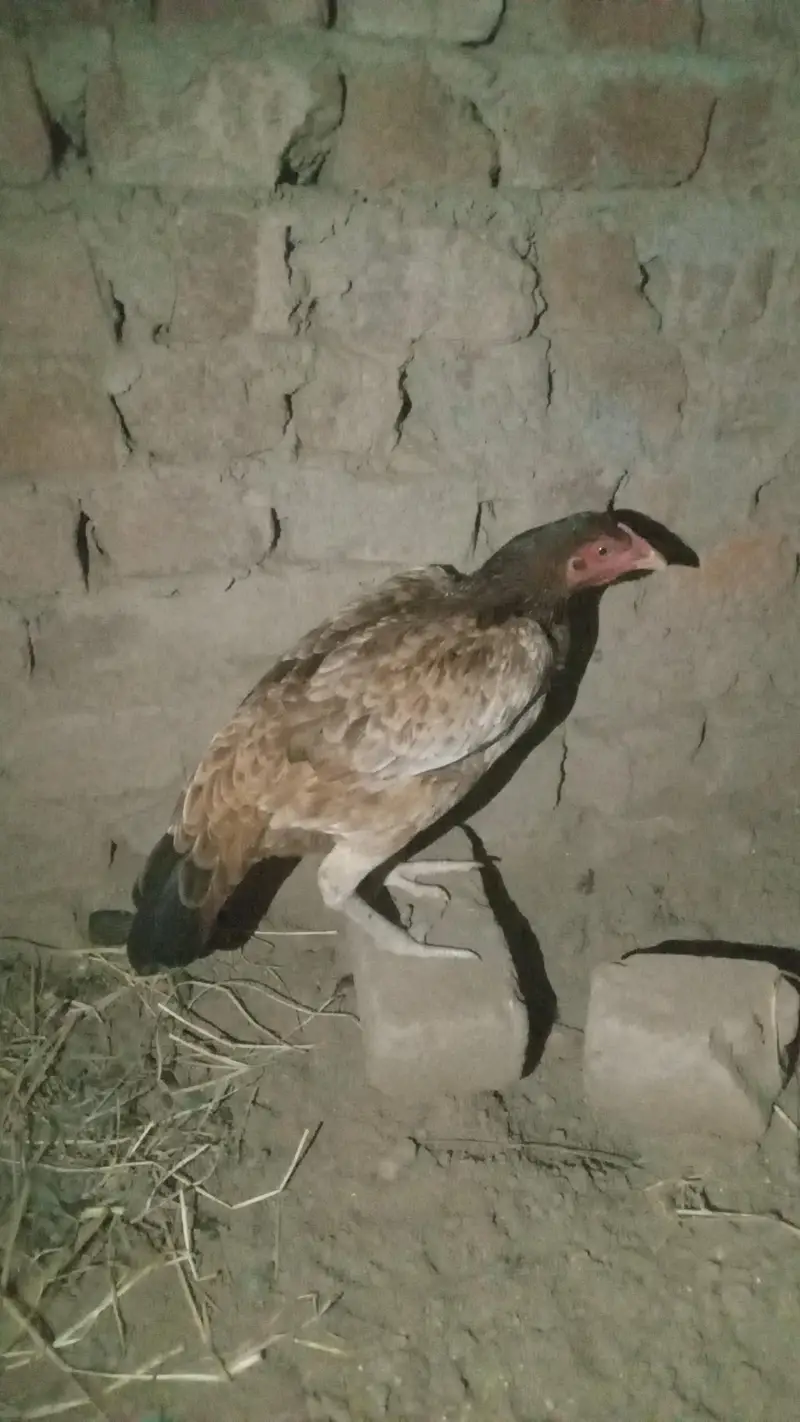 minawali aseel murghi — photo 3