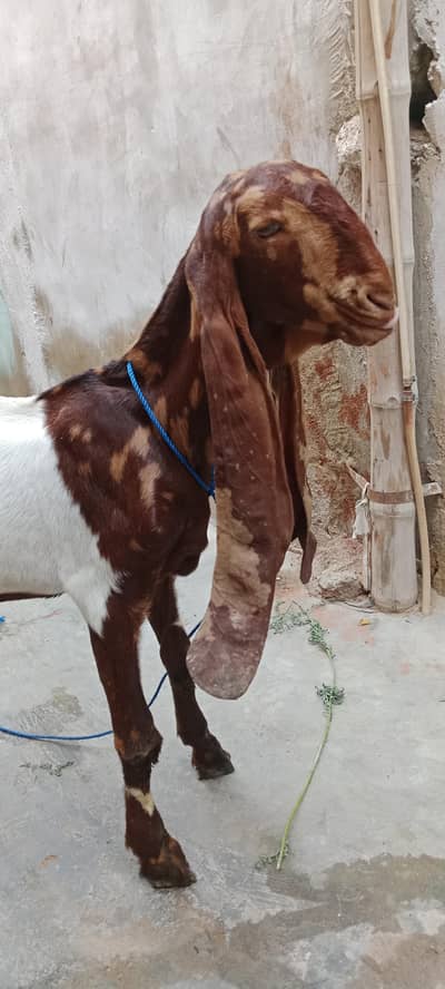 5 manth ka kamora bacha  15 inch kan 31 in haite