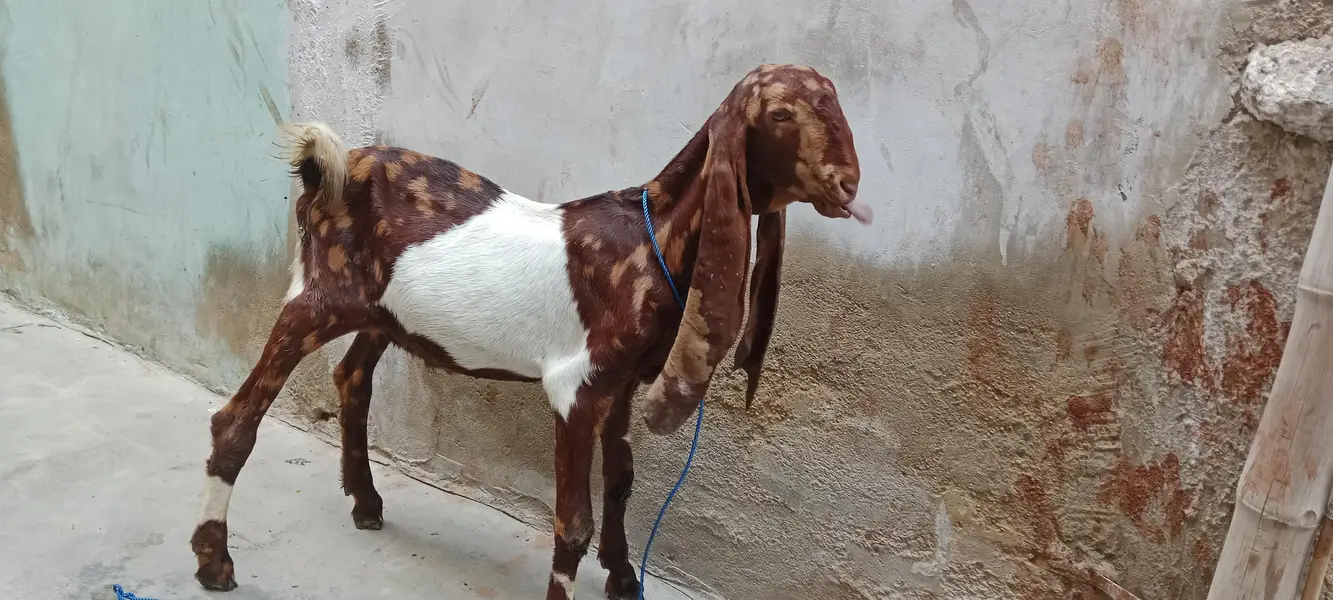 5 manth ka kamora bacha  15 inch kan 31 in haite — photo 2
