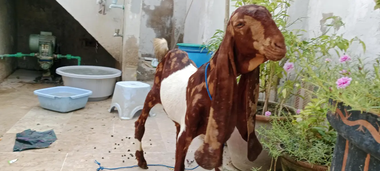 5 manth ka kamora bacha  15 inch kan 31 in haite — photo 3