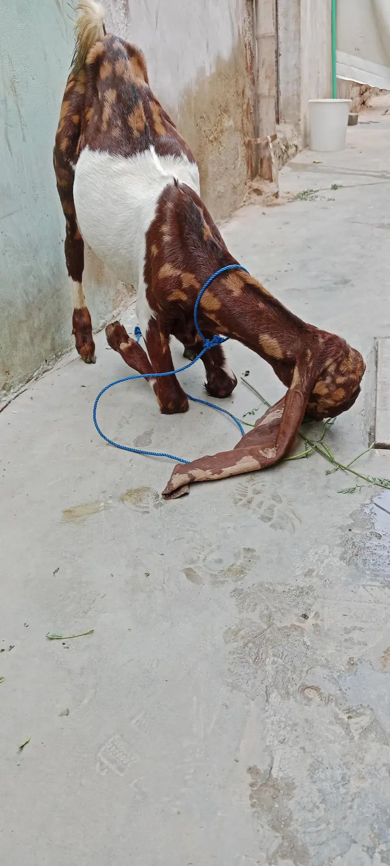 5 manth ka kamora bacha  15 inch kan 31 in haite — photo 4