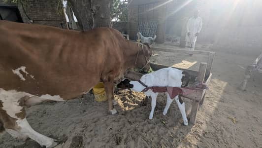 HF crossbred cow of first lactatiowith calf.