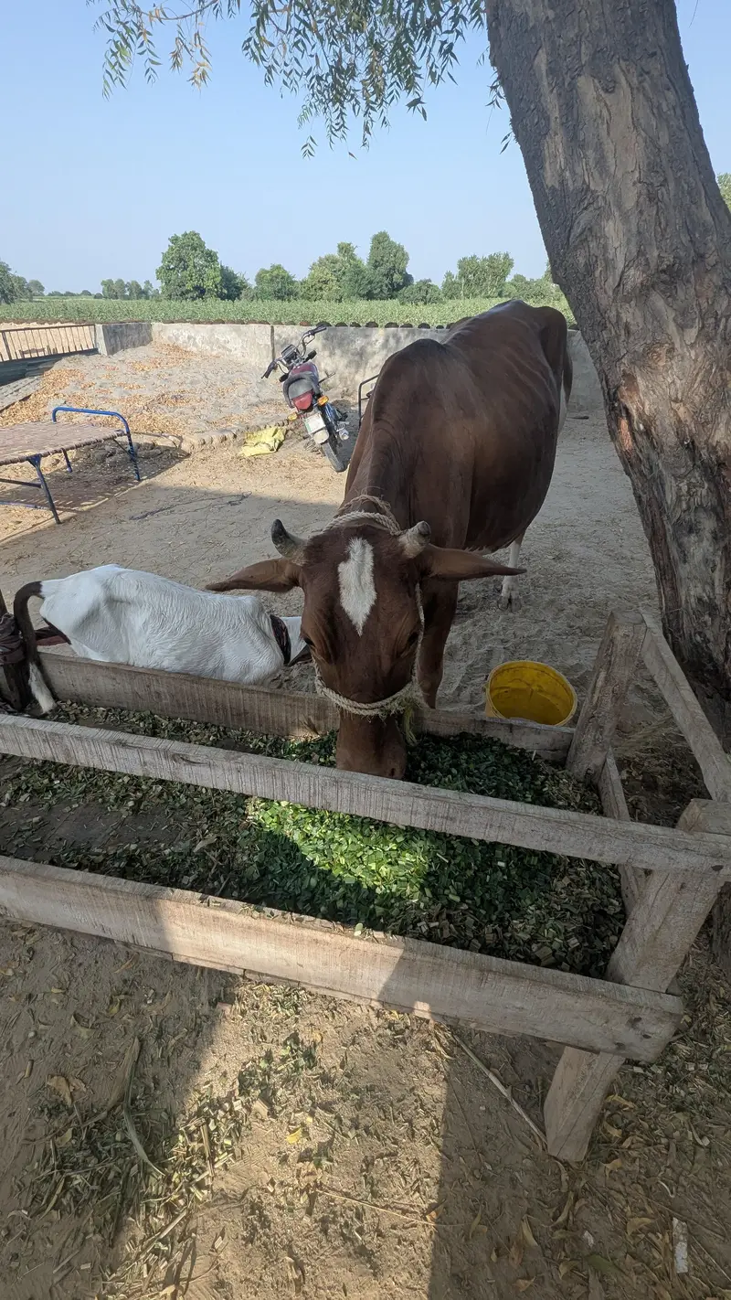 HF crossbred cow of first lactatiowith calf. — photo 2