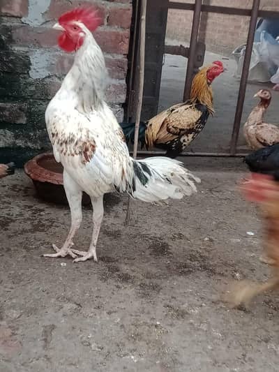Aseel breed roster