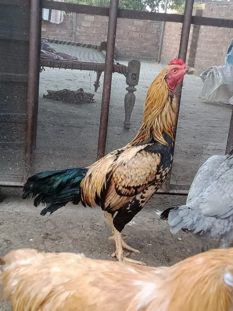 Aseel breed roster — photo 2