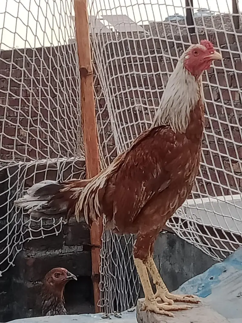 Aseel breed roster — photo 3