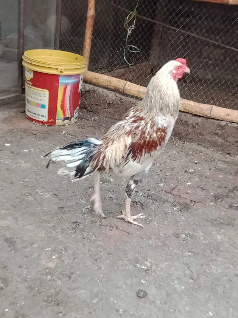 Aseel breed roster — photo 4