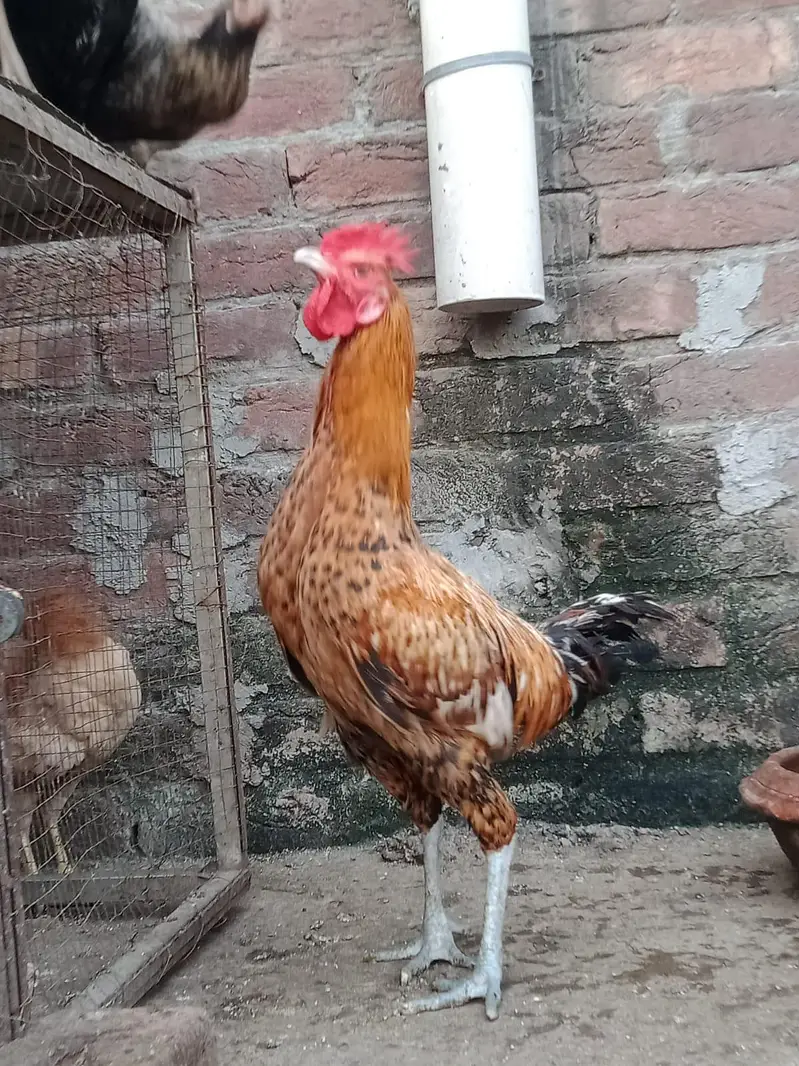 Aseel breed roster — photo 5