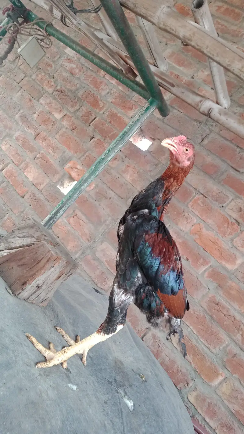 Aseel breed roster — photo 6