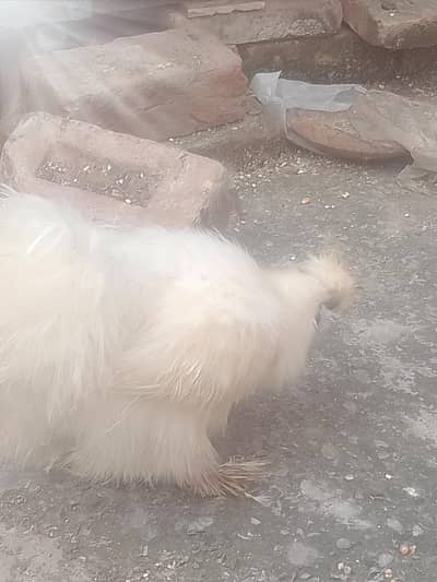 Shamo female / Aseel / murga / chicks / female // hens / eggs/ silke.