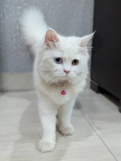 Triple Coated Persian Cat For Sale