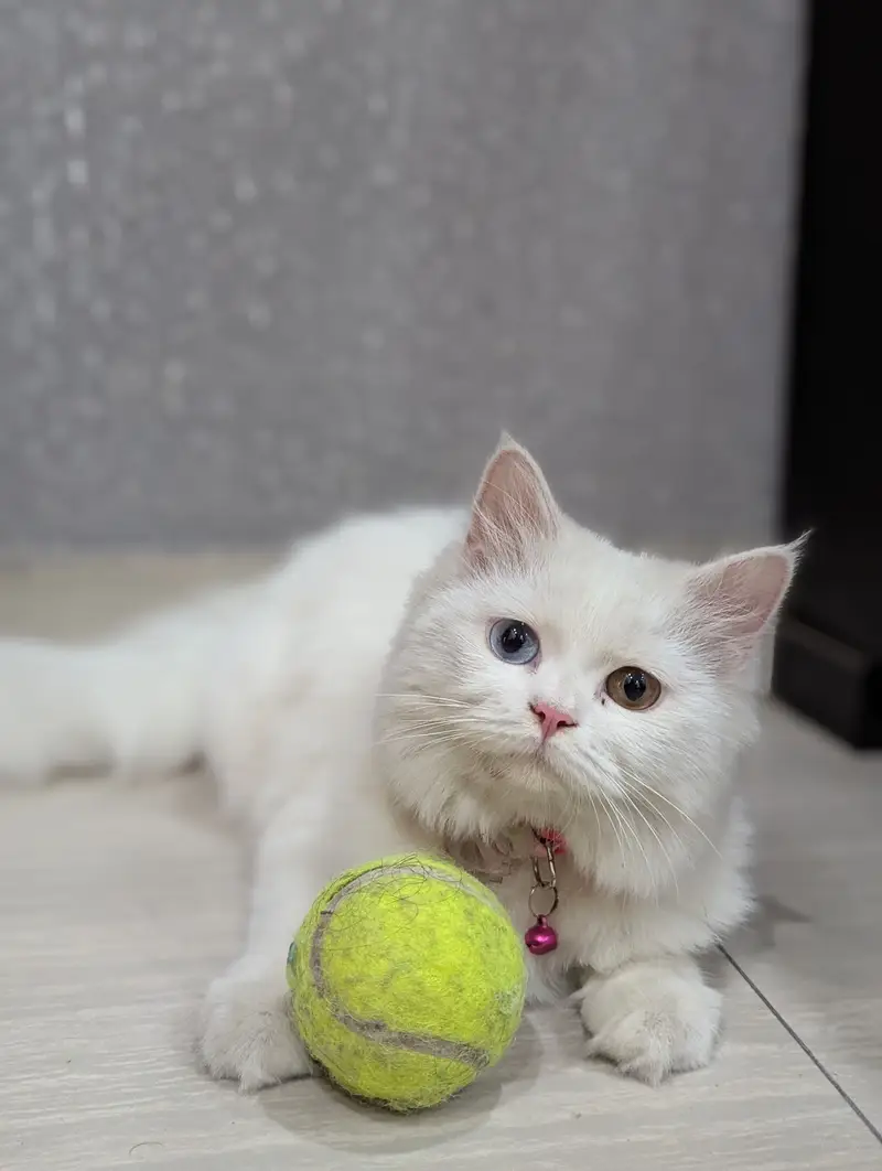Triple Coated Persian Cat For Sale — photo 2