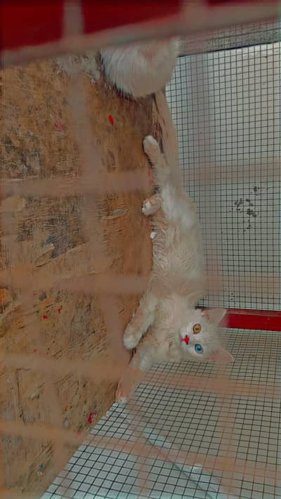 Persian cat
