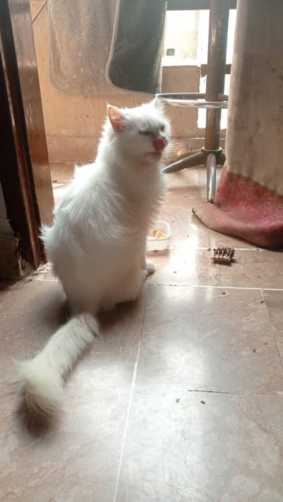 Persian cat 16 month age