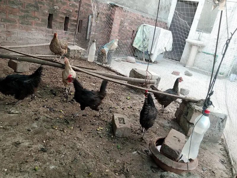 Desi Misri eggs laying hens for sale — photo 2