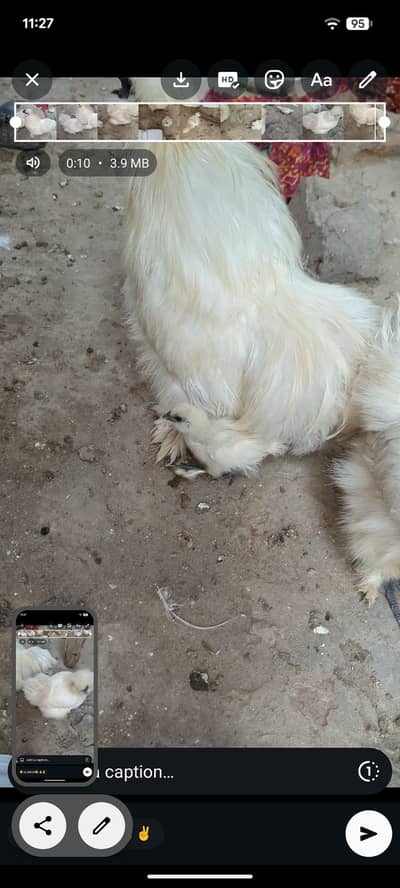 white silki. breder pair with 2 chicks