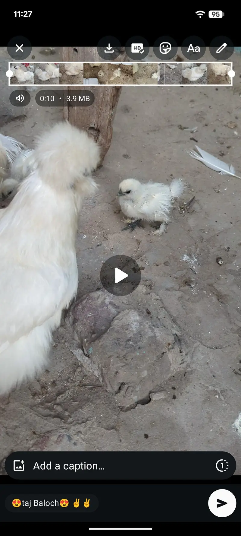 white silki. breder pair with 2 chicks — photo 2