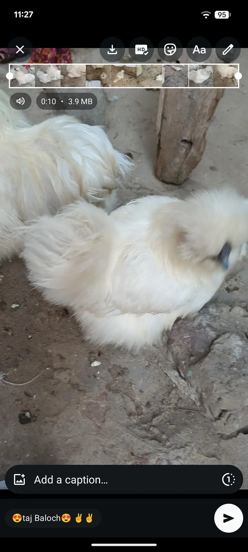 white silki. breder pair with 2 chicks — photo 3