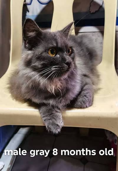 Beautiful Grey Persian Cat for Sale - playing -Very Gentle & Healthy