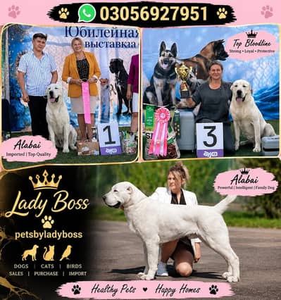 Alabai king size female imported