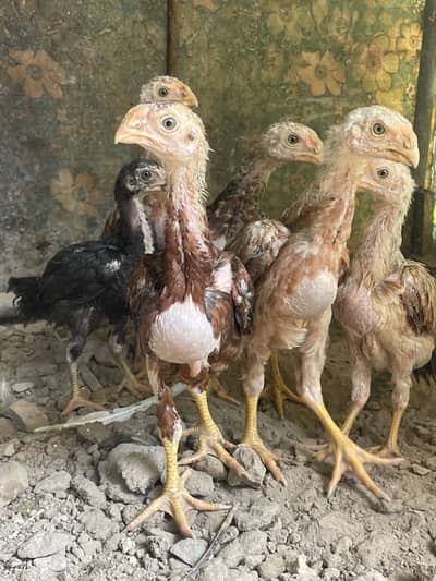 Indian parrot Beak Long Tail Aseel Chicks | Pure Quality | Hadi Aseels