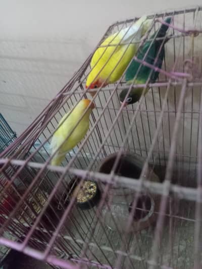 parrot for sale
