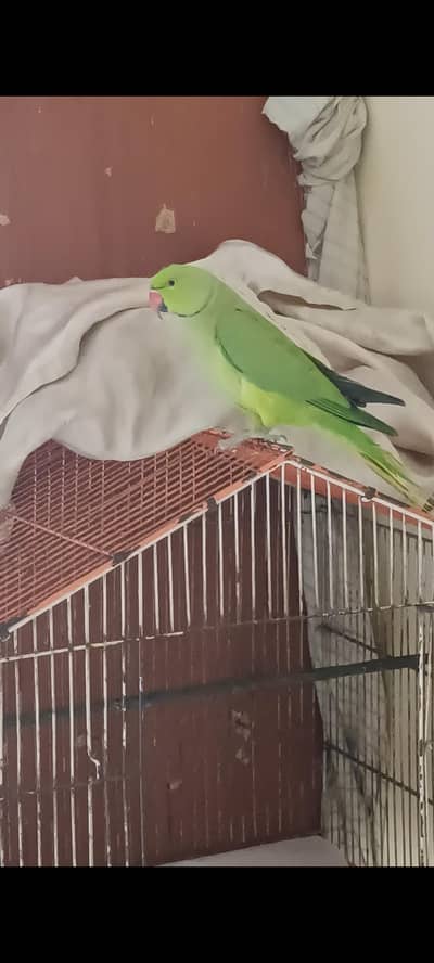 Green male Ringneck no handtamed