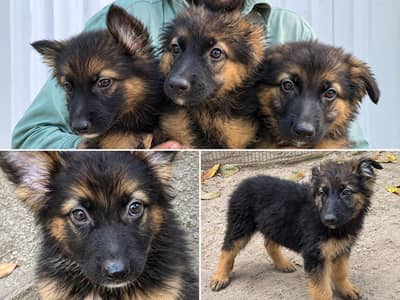 German Shepherd Puppies Pair | 60 Days | Vaccinated | Black Mask