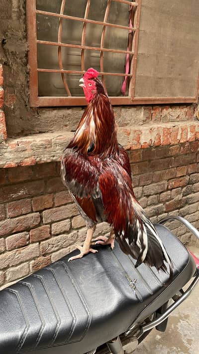 Mianwali Aseel Murgha Heavy Weight Healthy and Beautiful