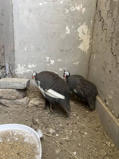 Chakor Guinea Fowl(teetri)