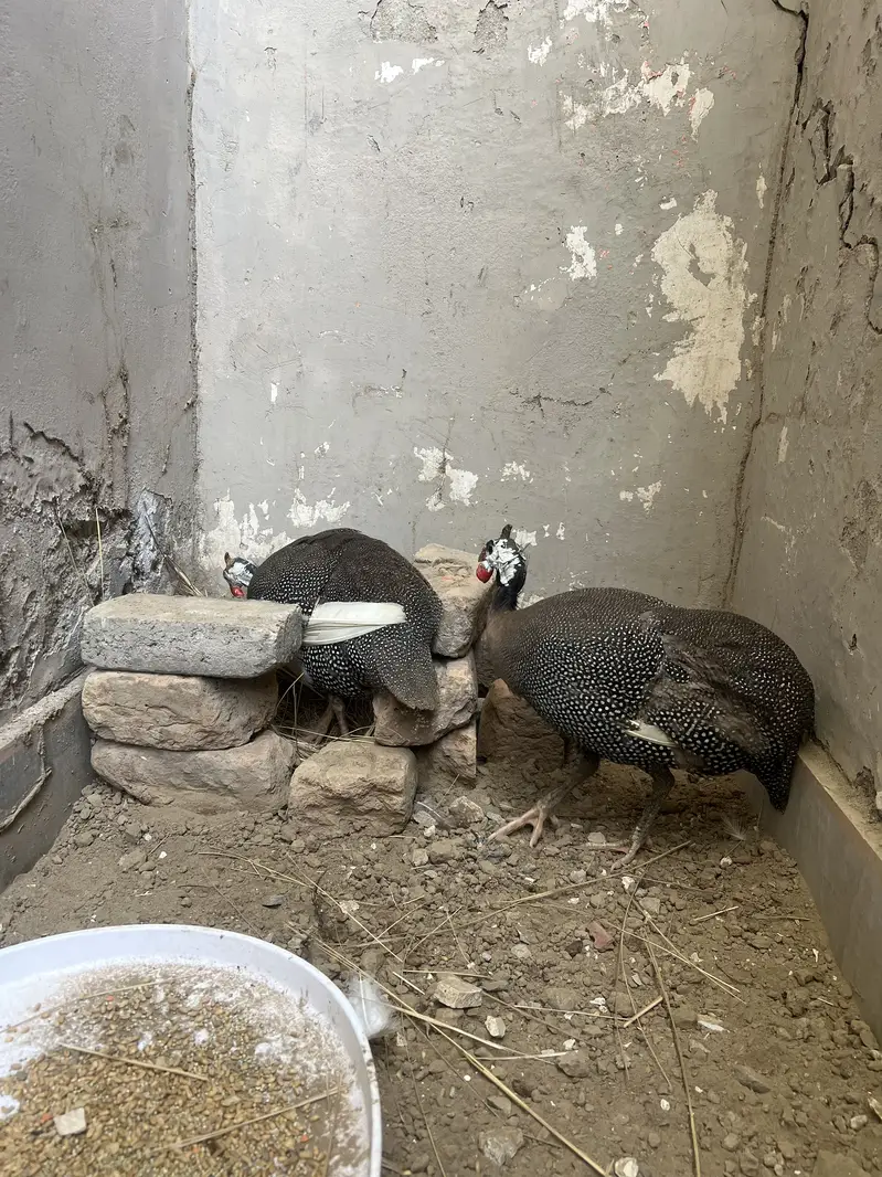Chakor Guinea Fowl(teetri) — photo 2