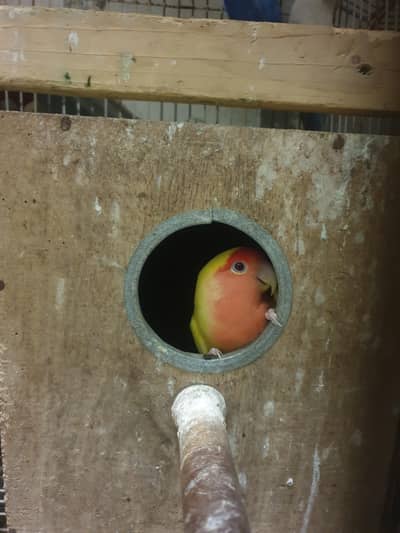 complete setup birds and cages