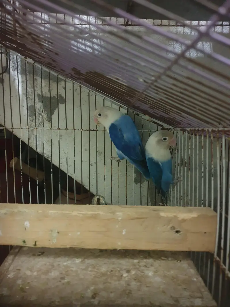 complete setup birds and cages — photo 2