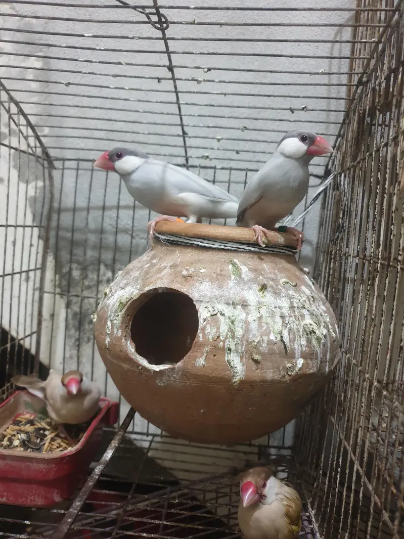 complete setup birds and cages — photo 3