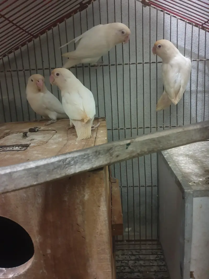 complete setup birds and cages — photo 4