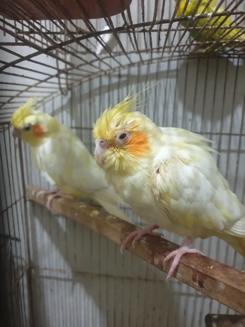 complete setup birds and cages — photo 5