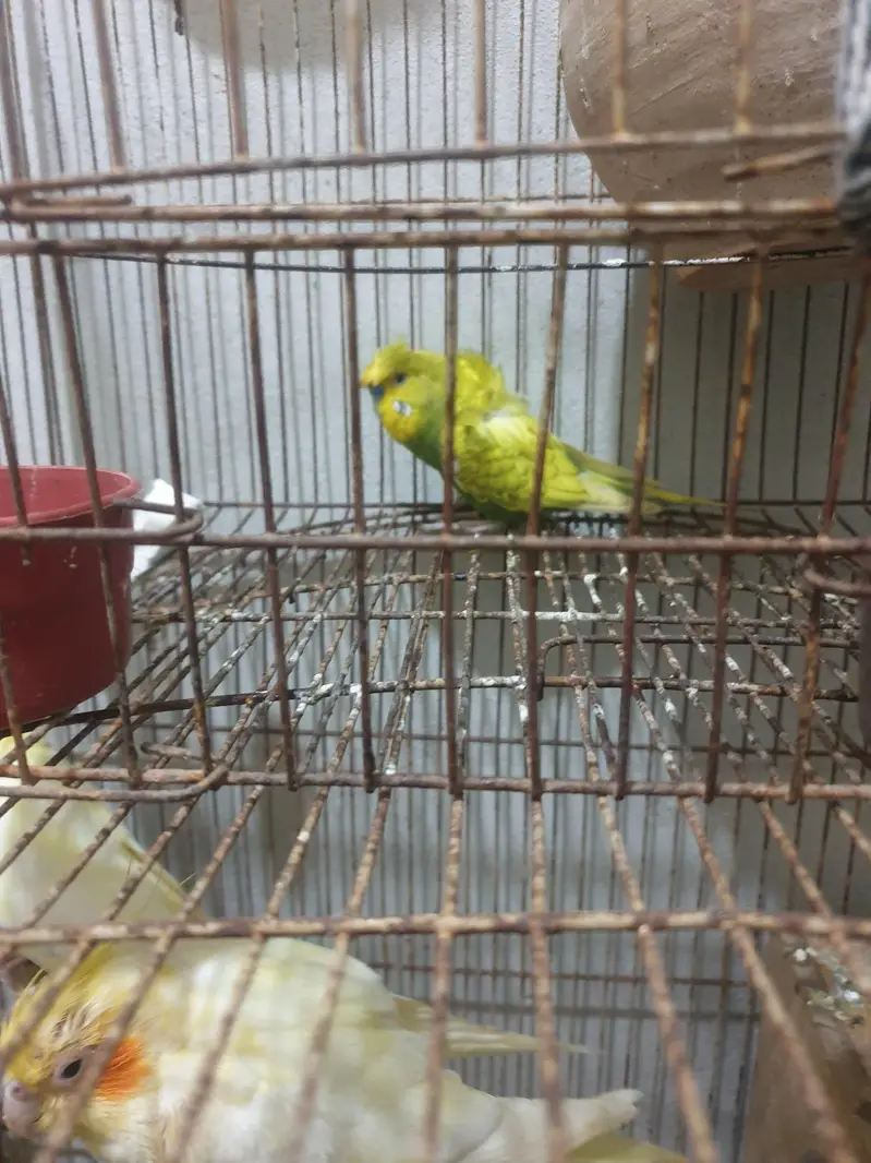 complete setup birds and cages — photo 6